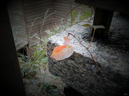 IMG_20160118_090619 360手機旗艦版2k屏 雙攝像體驗