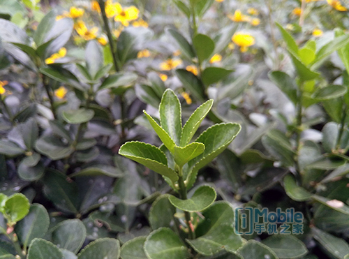 IMG_20150909_172013 360手機旗艦版2k屏 雙攝像體驗